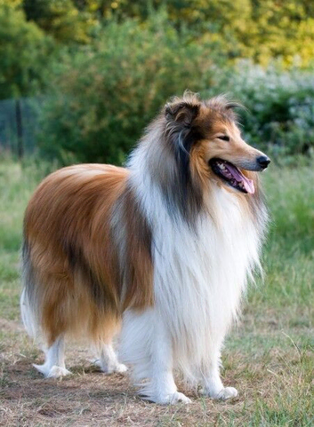 ROUGH COLLIE ... MATURE FEMALE