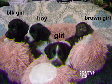 4 cockapoo's 3 girls 1 boy LEFT