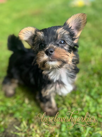 ONLY ONE BOY AVAILABLE - Toy Yorkshire Terriers