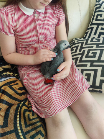 African grey parrots babies for sale