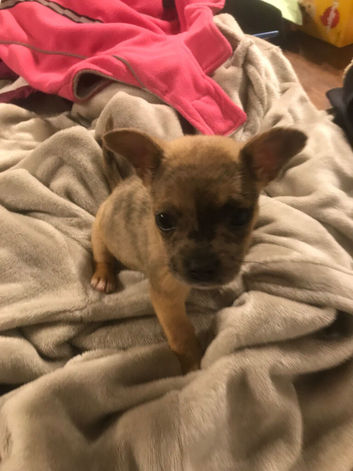 Merle french bulldog x jack Russell