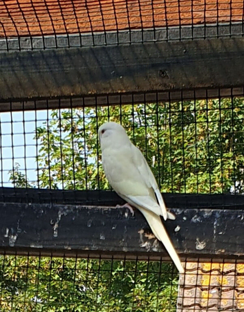 White baby budgies