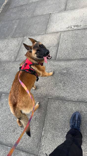 1 year old Belgian Malinois