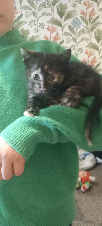 2 Litters of beautiful kittens