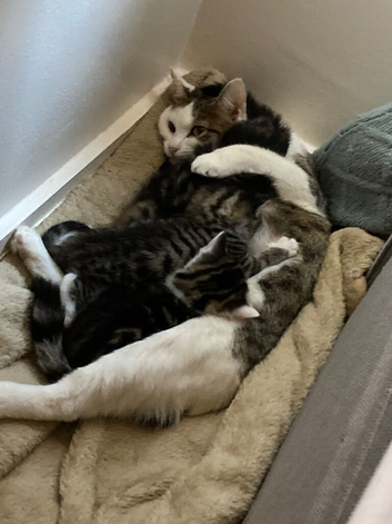 3 kittens available