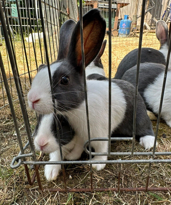 Beautiful Baby Dutch Boy Bunny 10 Weeks old