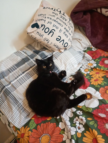 Cat male