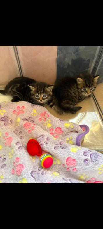 Kittens