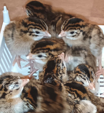 Guinea Fowl Keets
