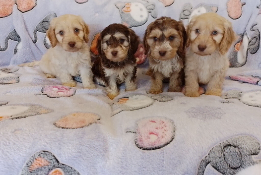 Cockapoo