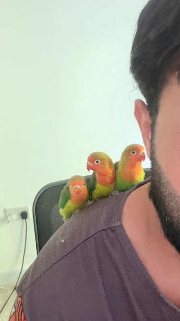 Silly Tame Lovebird Chicks