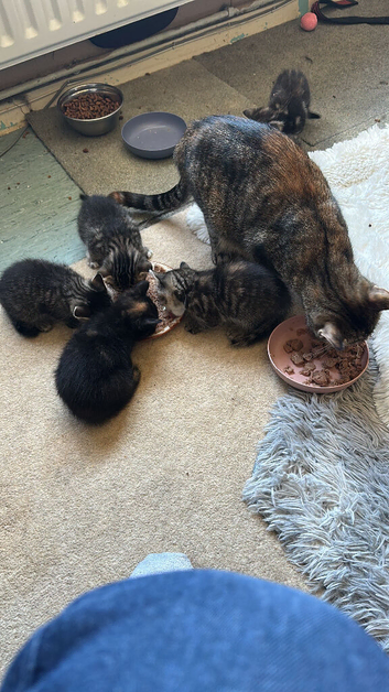 Kitten