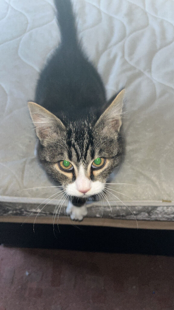 6 month old tabby kitten