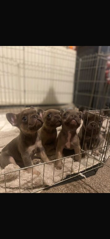 4 male French bulldogs