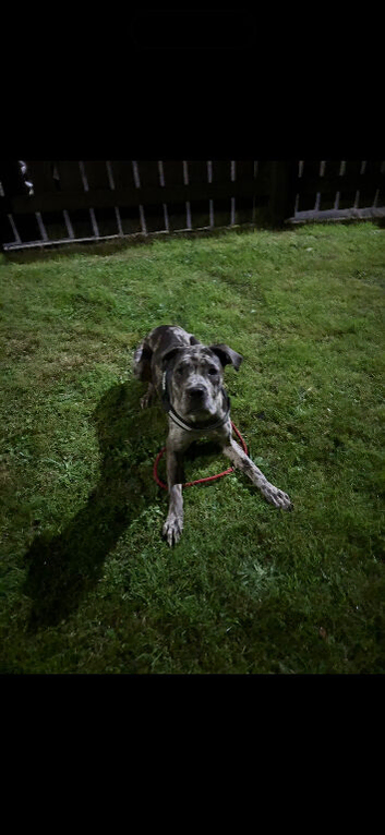 Female cane corso