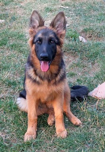 FEMALE GERMAN SHEPHERD PUPPY