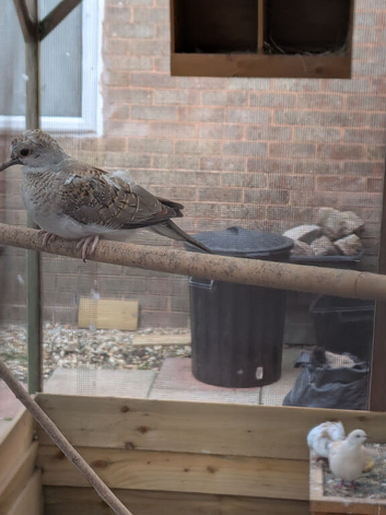 Beautiful Pair of Diamond Dove's For sale