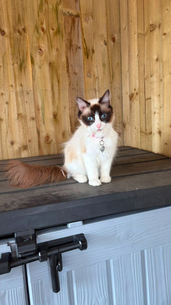 TICA 14 month female ragdoll