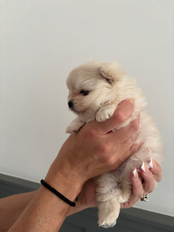 Xs Pomeranian pup