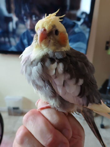 Bobby