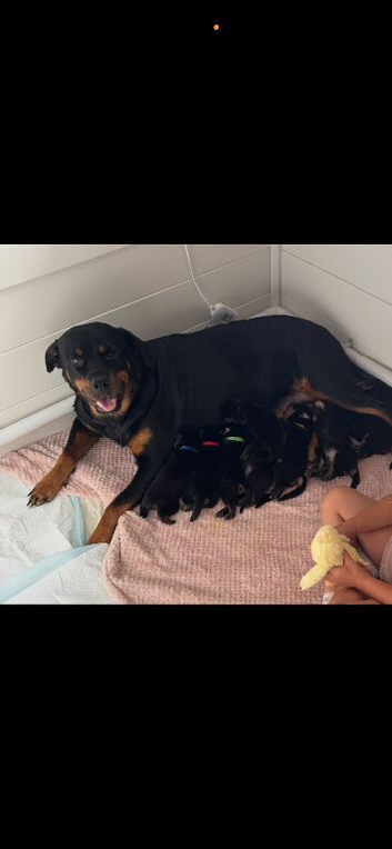 Rottweiler puppies