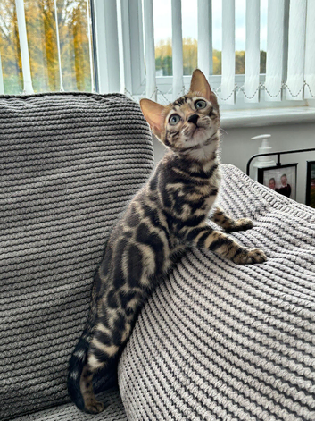 Outstanding full pedigree Rosette bengal kitten