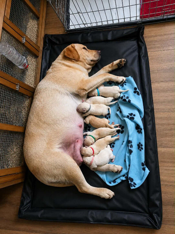3 beautiful Labrador puppies left 2 male 1 female