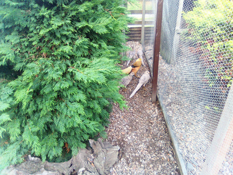 Yellow Golden Pheasants