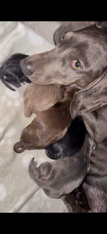 Miniture Dachshund Pups
