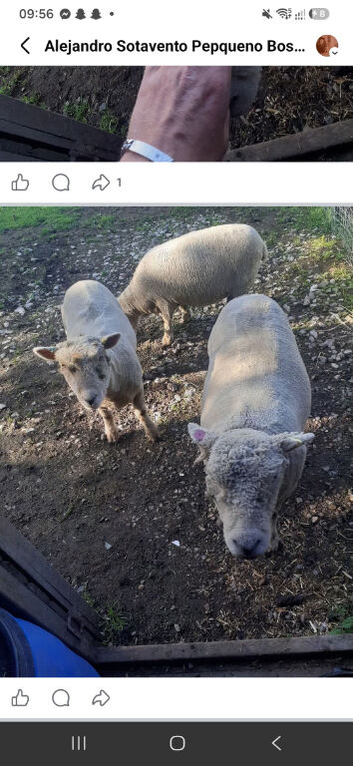 Unwanted Poultry & Livestock &mdash; Loving Home ️
