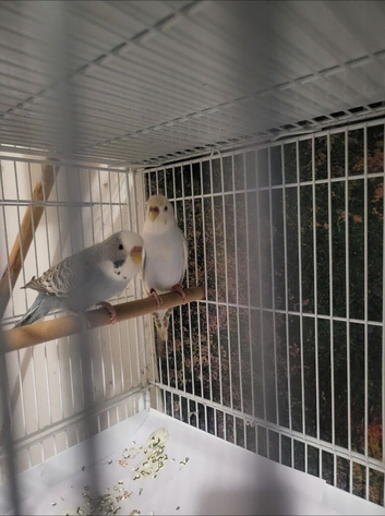 Dunfallow split bf breeding pair