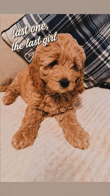 Sweet mini Goldendoodle