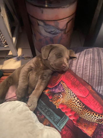 2 Girl Silver Labrador puppies for sale ready 20/9/ 2026