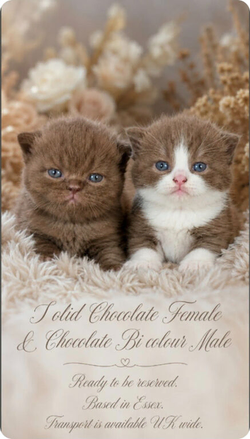 British short hair kittens