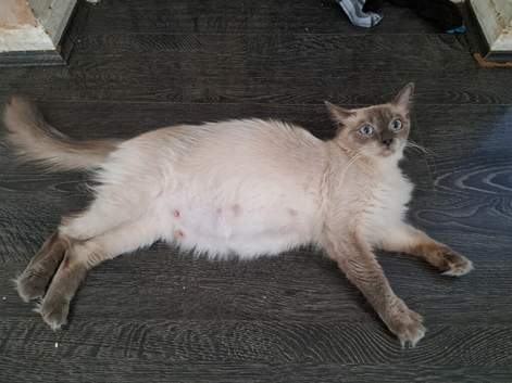 Blue Point ragdolls