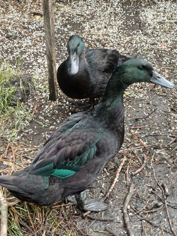 Cayuga ducks