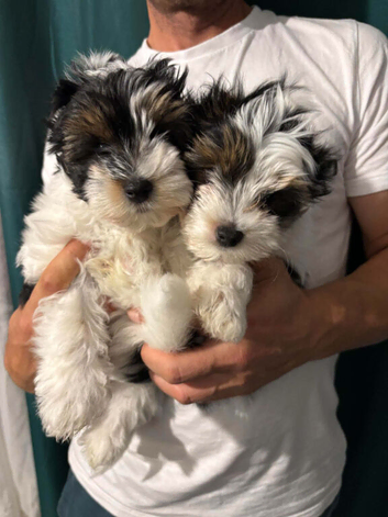 Beautiful Yorkshire Terrier ️