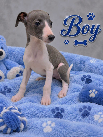 Beautiful Puppies Ready Now