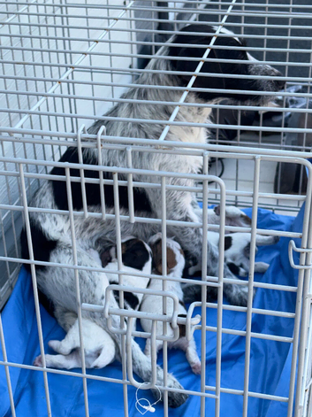 Beautiful Parson  Jack Russell Terrier Puppies &ndash; Working Parents &ndash; Looking for 5 Homes