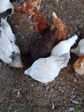 Light/ coronation sussex hens