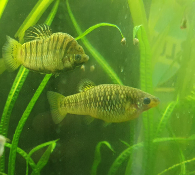 2 x Adult female Humpbacked Limia. &pound;5 for both