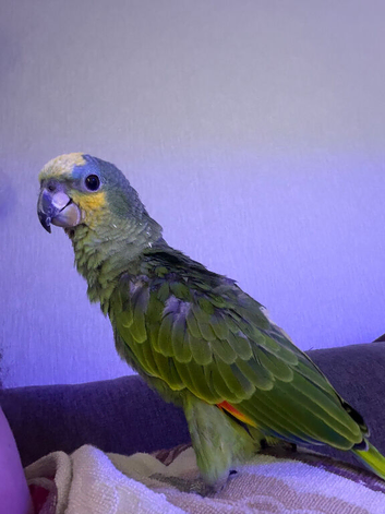 Handreared orange winged amazon