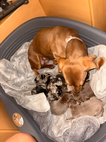 KC reg miniature dachshunds