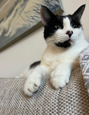 Lost cat in Alton Hampshire