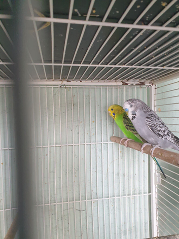 BUDGIES FOR SALE
