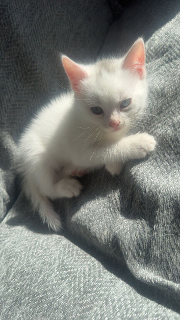 Mixed British short hair kittens