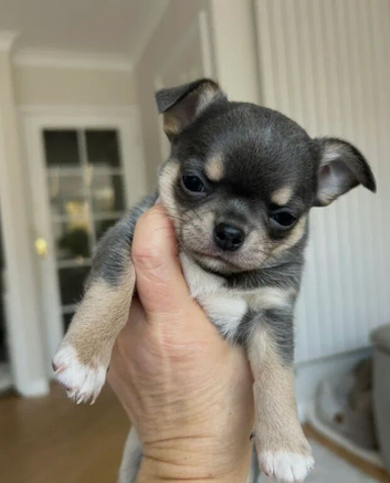 KC reg puppy for sale