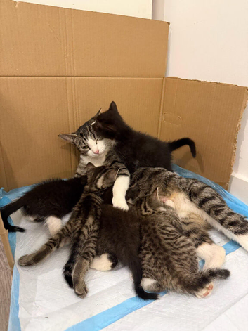 Kitten for sale
