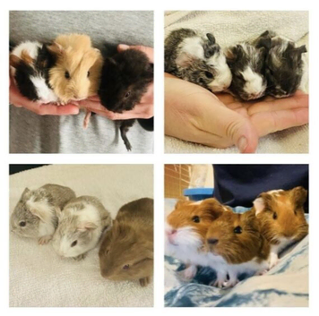 Guinea pig pups for sale in Peterborough