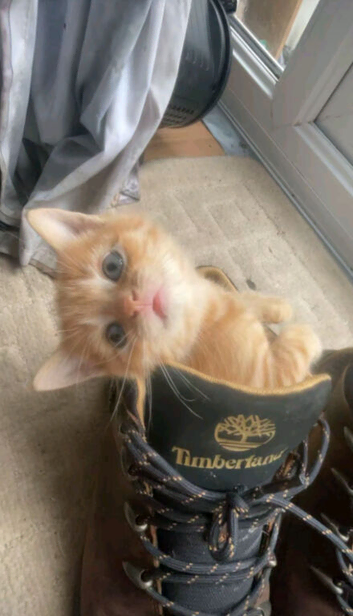 tabby kittens